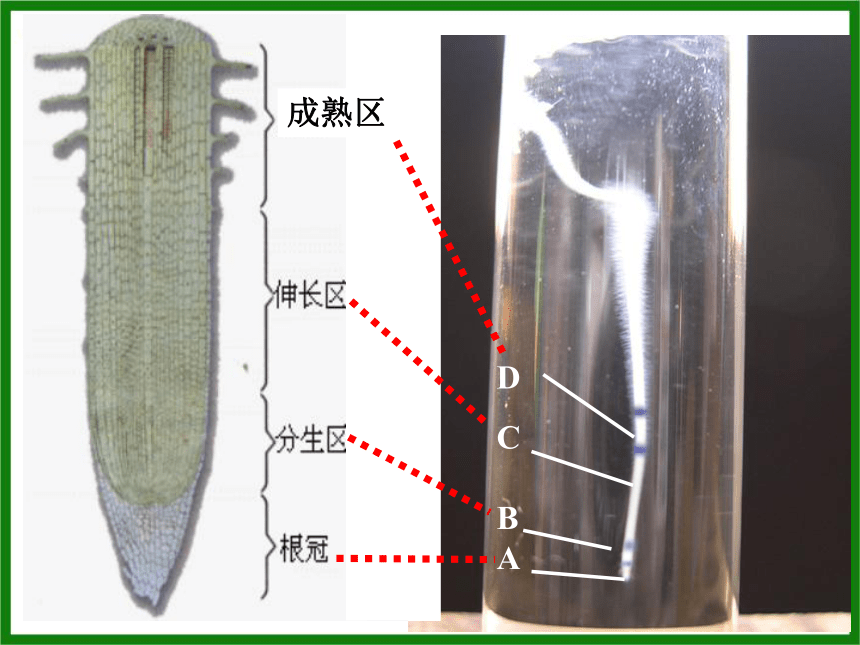 3.2.2植株的生长 课件 （27张PPT）