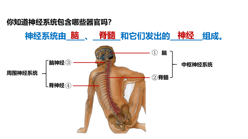 4.6.2神经系统的组成课件 (共28张PPT+内嵌视频1个)人教版生物七年级下册