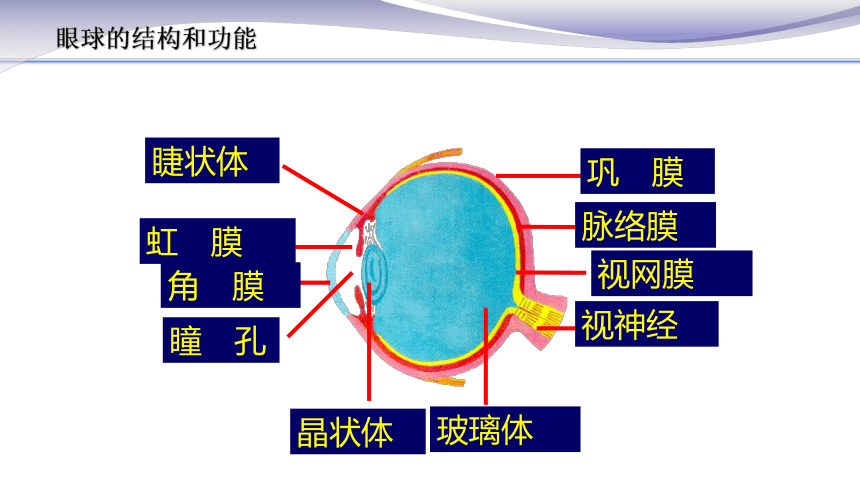 4.6.1 人体对外界环境的感知1 课件（24张PPT） 2020-2021学年人教版七年级生物下册