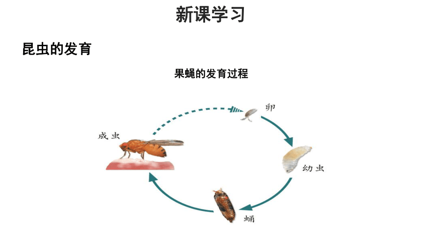 济南版八年级上册 第一节 昆虫的生殖和发育 课件(共16张PPT)