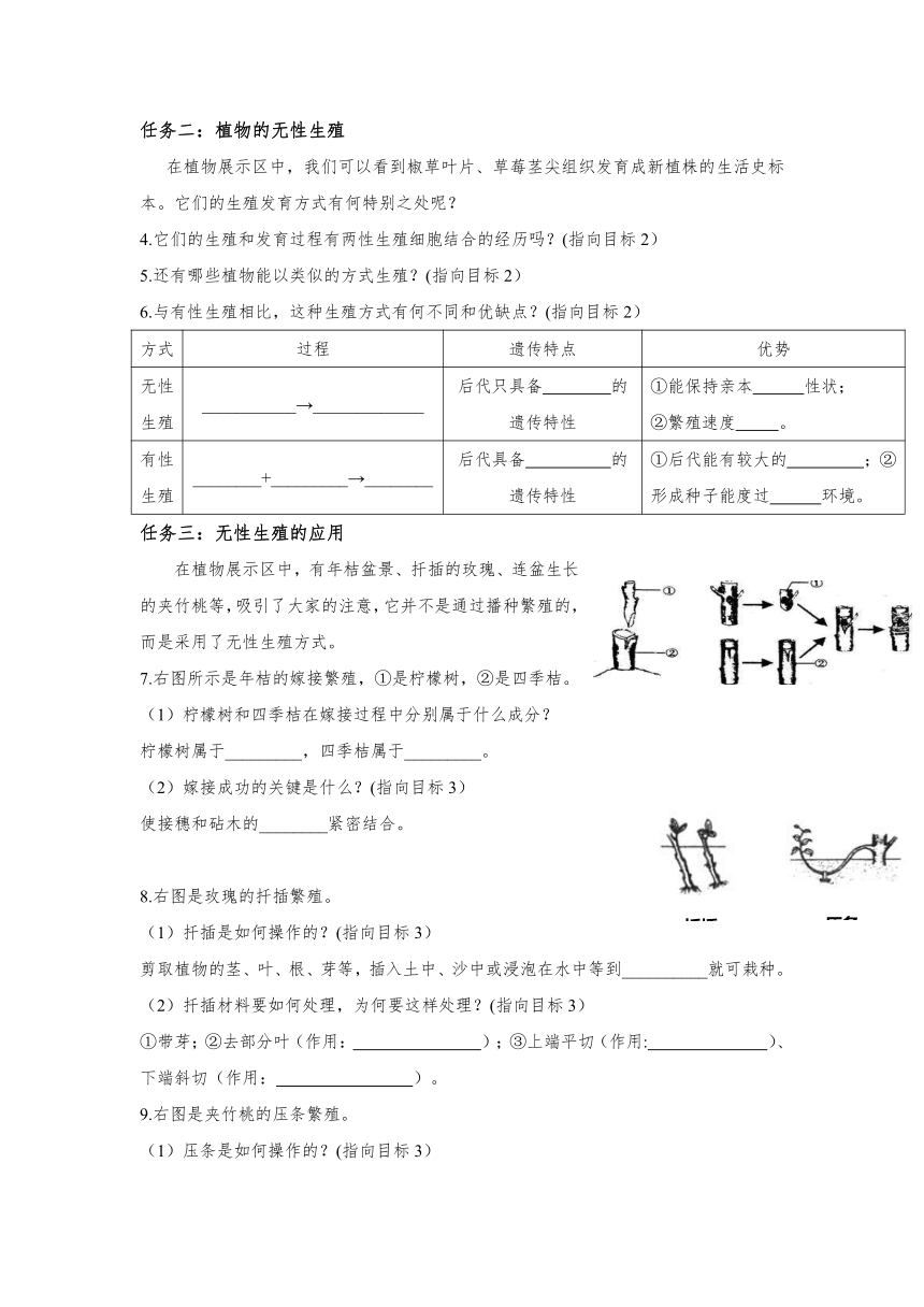 7.1.1植物的生殖导学案 （无答案）人教版生物八年级下册