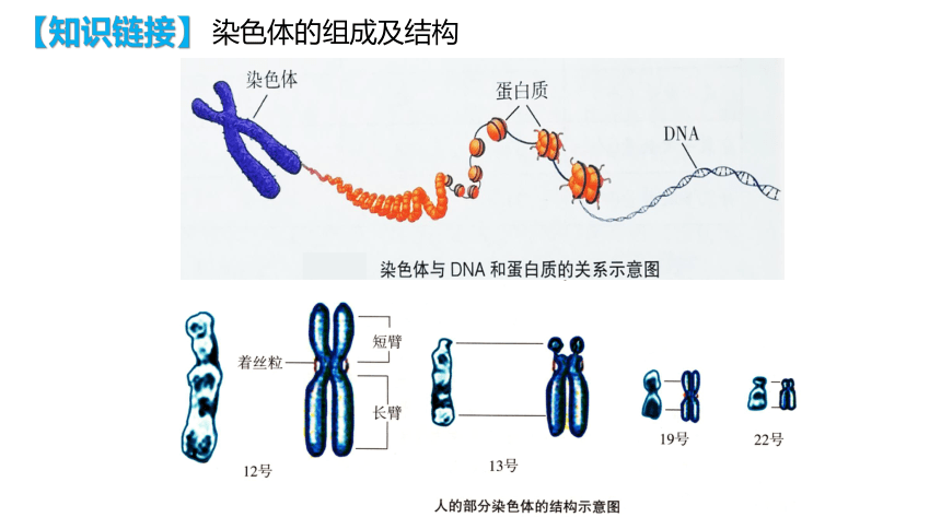 生物人教版（2019）必修2 5.2染色体变异（共61张ppt）