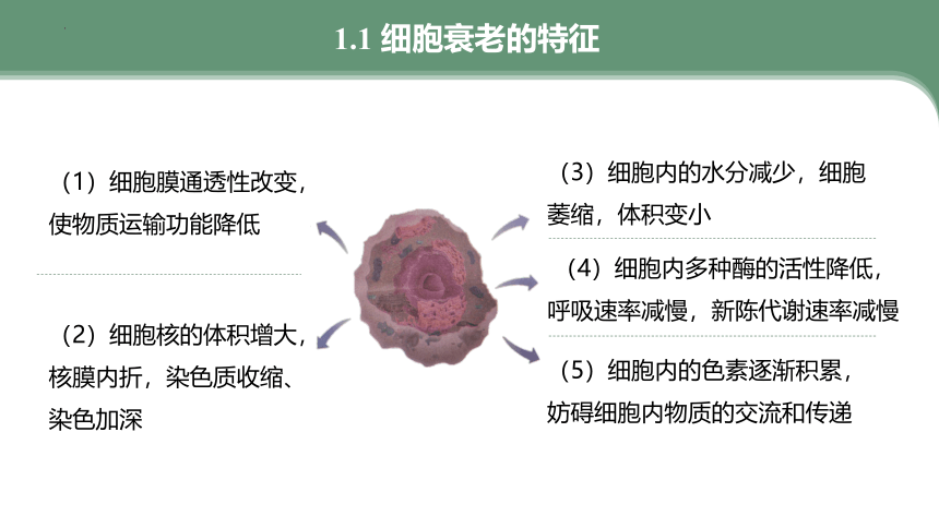 6.3细胞的衰老和死亡（共30张ppt）高中生物人教版（2019）必修1