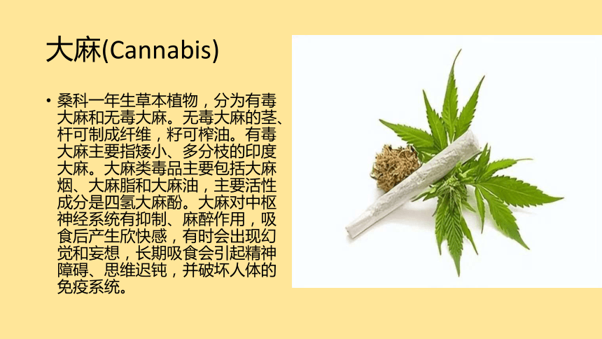 初中班会 珍爱生命 远离毒品 班会 课件 (22张PPT)