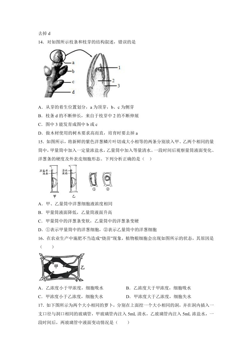 3.2.2植株的生长课后练习(word版含答案）2021—2022学年人教版七年级生物上册