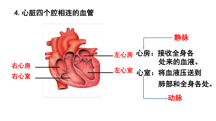 4.4.3输送血液的泵-心脏课件（共22张PPT ） 人教版生物七年级下册