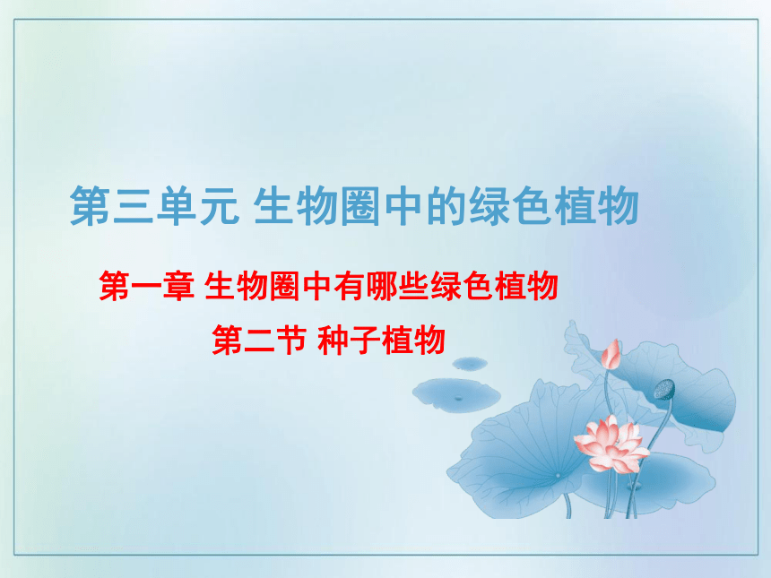 3.1.2 种子植物  课件(共45张PPT)  2021—2022学年人教版七年级生物上册