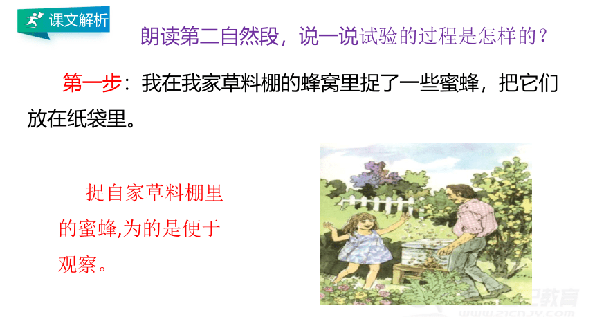 14、蜜蜂 第二课时 课件（共26张PPT）