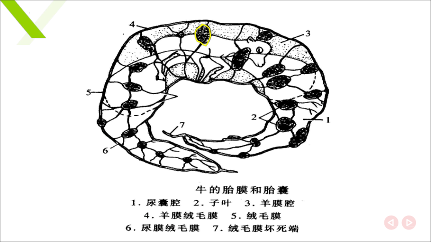 6.2 雌性生殖系统解剖生理识别 子宫 课件(共17张PPT)《畜禽解剖生理（第四版）》同步教学(高教版)