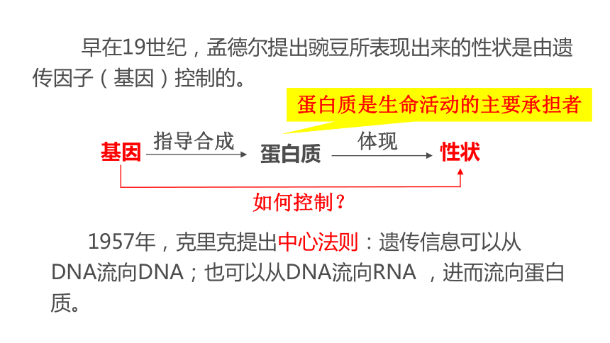 2020——2021学年高一下学期生物人教版必修2 4.2 基因对性状的控制  课件(共34张PPT)