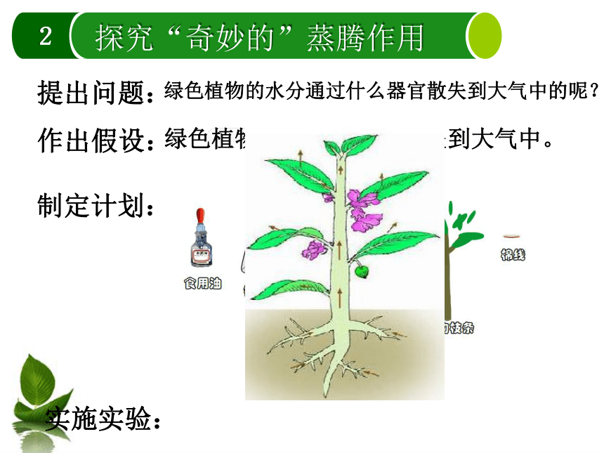 6.18.1绿色植物与生物圈中的水循环课件(共19张PPT)2022--2023学年苏科版生物八年级上册