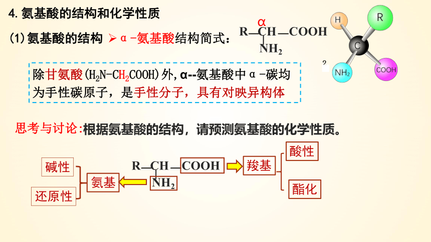 4.2蛋白质(共65张PPT)-高二化学课件（人教版2019选择性必修3）