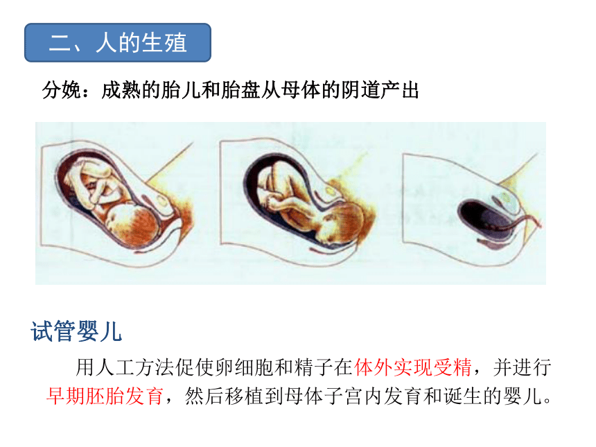 第一、二章复习课件 (共41张PPT)人教版生物七年级下册