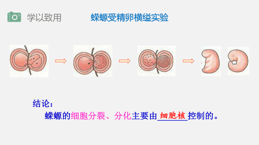 生物人教版2019必修1 3.3 细胞核的结构和功能（共22张ppt）