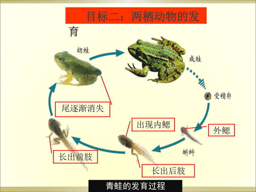 第二节 两栖动物的生殖和发育 课件（23张PPT）