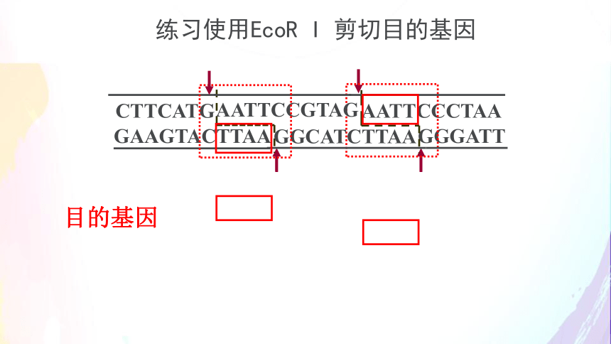 2.6.2 基因工程及其应用（课件共35张PPT）