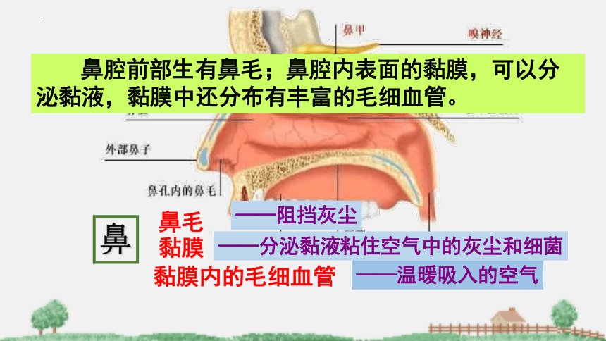 2021-2022学年苏教版生物七年级下册10.3人体和外界环境的气体交换课件(共31张PPT)