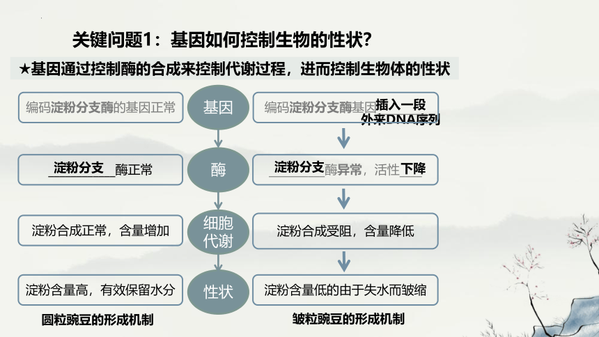 4.2基因表达与性状的关系-教学课件-(共46张PPT2份视频)人教版（2019）必修2