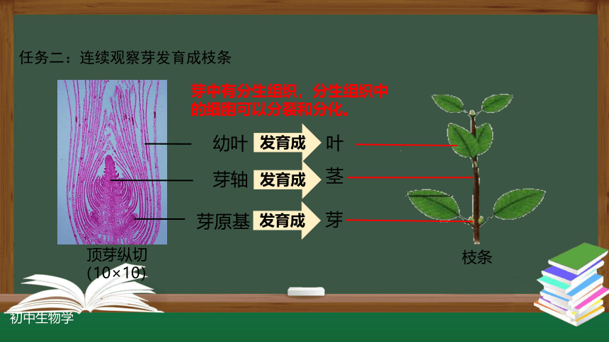 3.2.2 植株的生长-课件(共30张PPT)