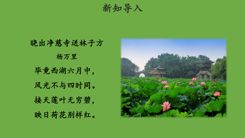 3.《荷花》第一课时示范课件（共30张PPT）