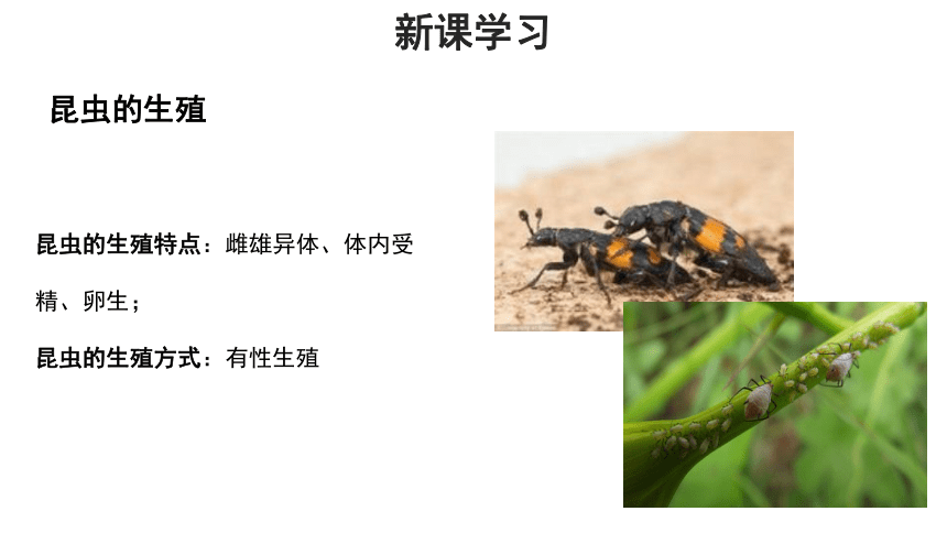 济南版八年级上册 第一节 昆虫的生殖和发育 课件(共16张PPT)