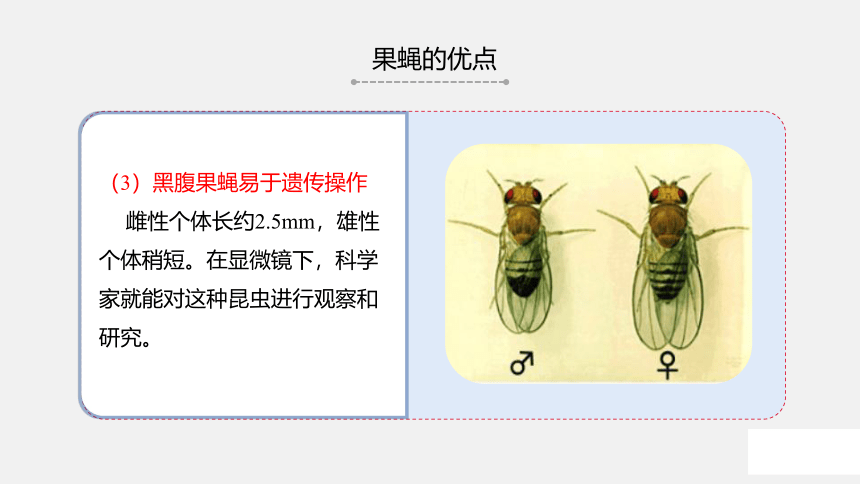 苏教版（2019）高中生物 必修二  1.4 基因在染色体上 课件（共36张PPT）