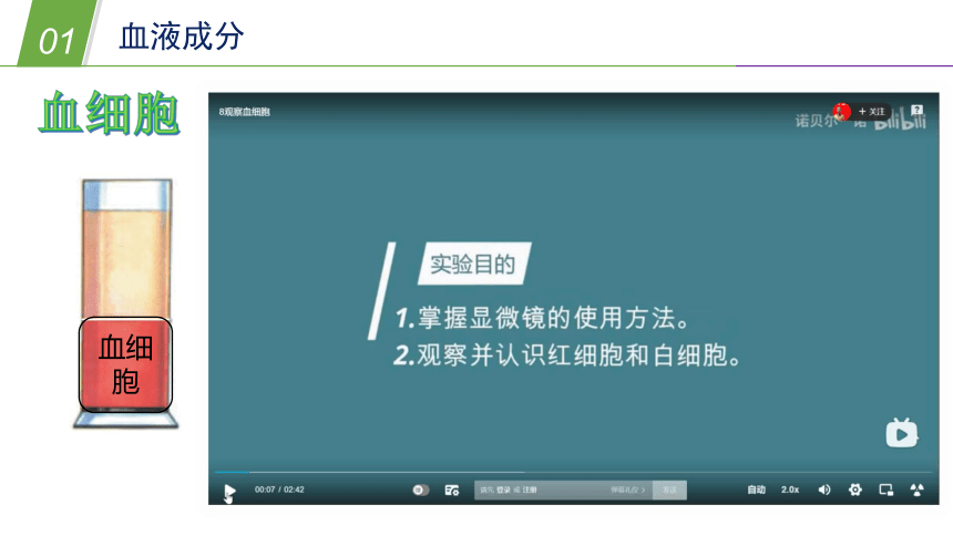 华师大版科学八年级上册 5.3人体内的物质运输（2 血液和血型）（课件 37张PPT）