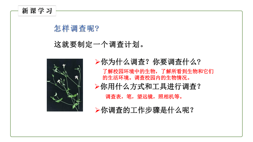 （人教版）初中生物七年级上册同步教学1.1.2 调查周边环境中的生物 课件 (共20张PPT)