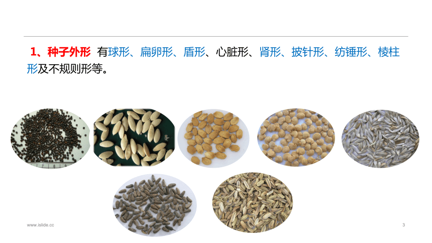 1.2.1蔬菜种子的识别 课件(共34张PPT)-《蔬菜生产技术》同步教学（中国农业出版社）