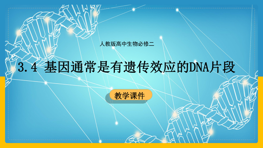 2020-2021学年高一生物人教版（2019）必修二3.4 基因通常是有遗传效应的DNA片段课件（31张ppt）