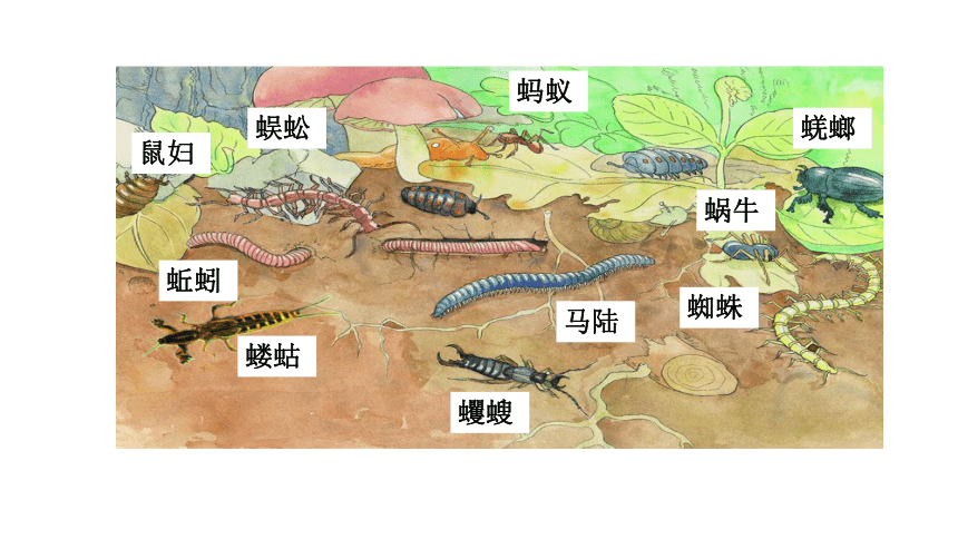 13.1 土壤里的小动物-2022-2023学年七年级生物下册同步精品课堂（苏科版）课件(共34张PPT)