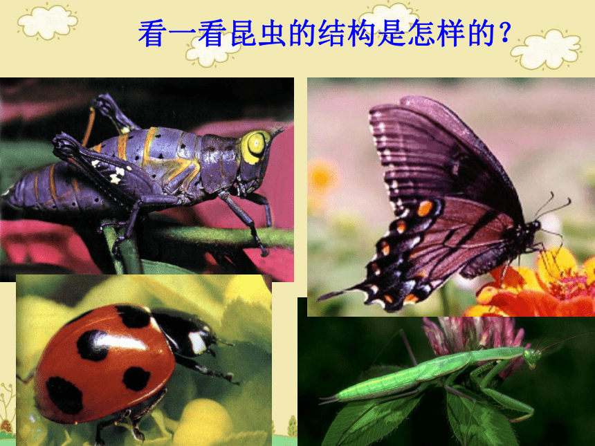 沪教版 二年级上册美术 第9课 昆虫乐园｜ 课件（27张PPT）