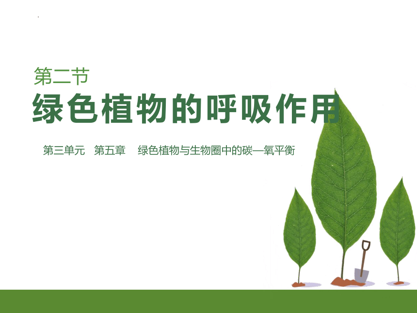 2022--2023学年人教版七年级生物上册 3.5.2 绿色植物的呼吸作用课件 (共21张PPT)