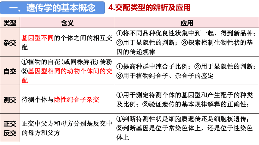 1.1孟德尔的豌豆杂交实验（一）课件-(共54张PPT)人教版（2019）必修2