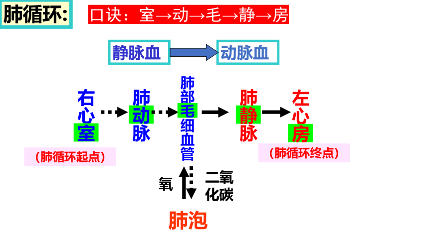 2021-2022学年人教版七年级生物下册4.4.3输送血液的泵--心脏（第二课时）课件(共19张PPT)