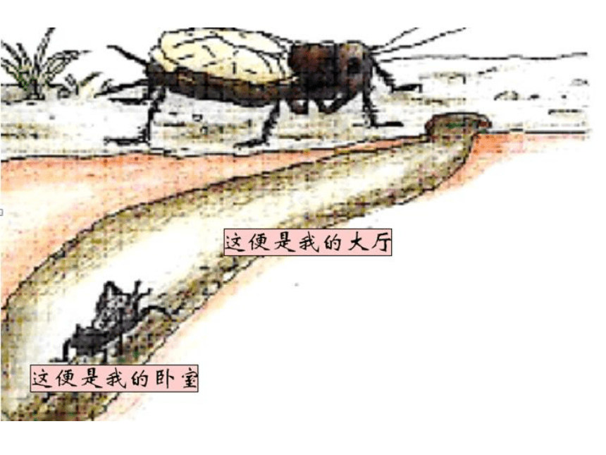 11.蟋蟀的住宅 课件(共43张PPT)