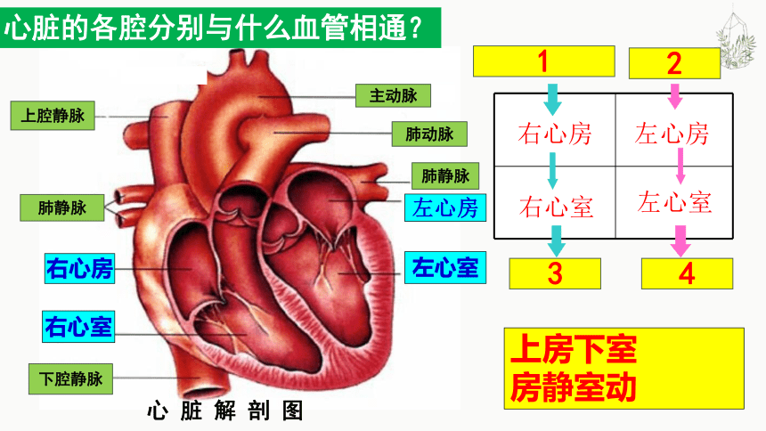 4.4.3输送血液的泵-心脏课件 (共35张PPT)人教版生物七年级下册