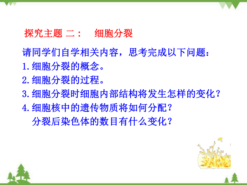 人教版生物七年级上册 第二单元第二章第一节 细胞通过分裂产生新细胞课件(共20张PPT)