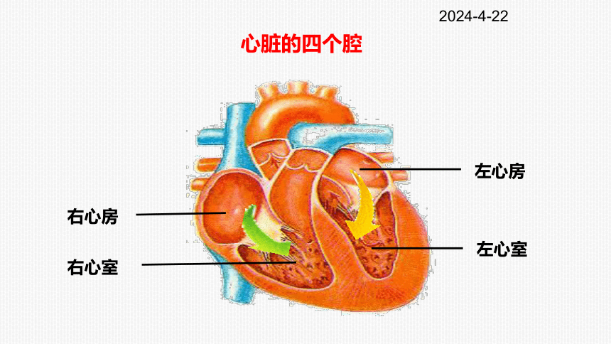 4.4.3 输送血液的泵——心脏课件（19张ppt）