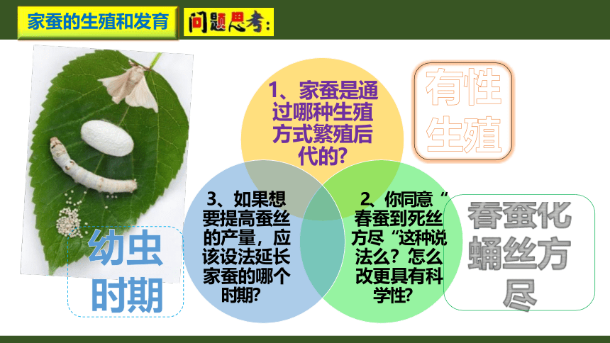 7.1.2 昆虫的生殖和发育课件(共21张PPT)人教版八年级生物学下册