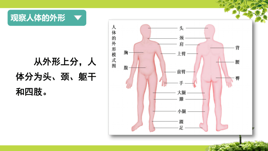 9.2 人体的组成（第1课时）课件七年级生物下册（苏科版）（共27张PPT）