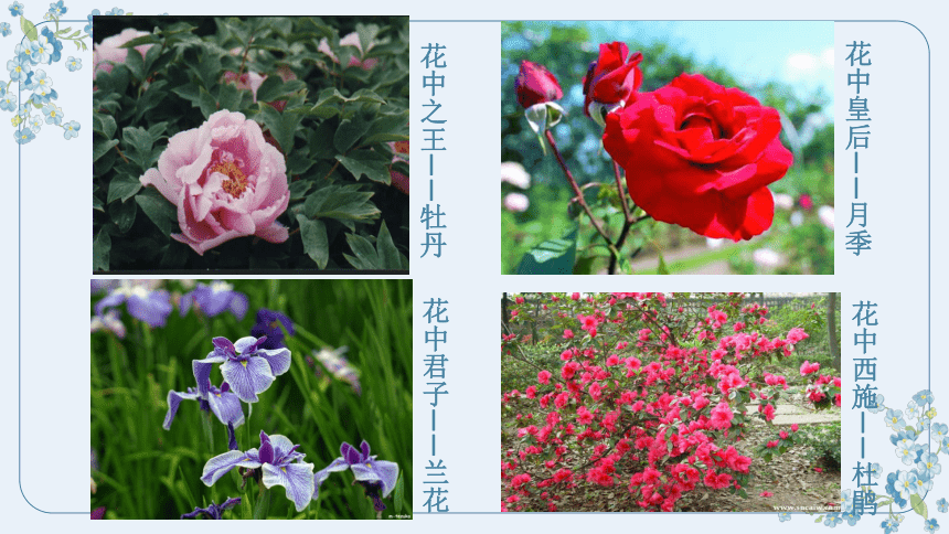 苏教版七年级生物上册3.5.5植物的开花和结果课件（55张PPT )