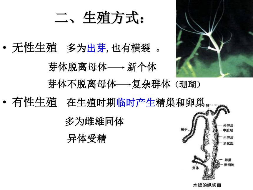 人教版八年级上册生物全册知识汇总课件(131张PPT)