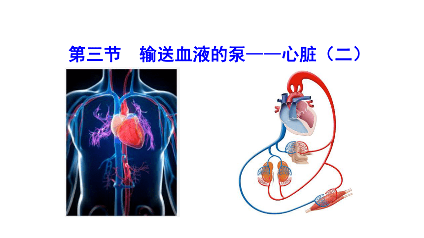 4.4.3 输送血液的泵——心脏（二）课件 (共27张PPT)2022-2023 人教版生物 七年级下册
