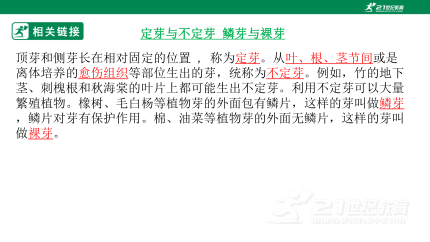 4.1.6 芽的类型和发育-2022-2023学年八年级生物上册同步课件（济南版）(共35张PPT)