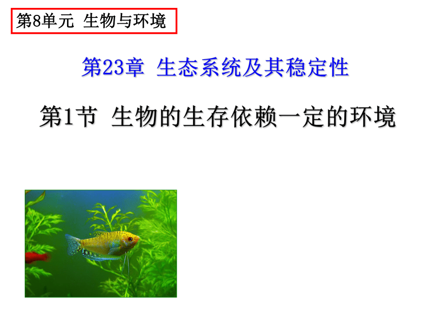 北师大版八年级下册23.1生物的生存依赖一定的环境课件(共19张PPT)