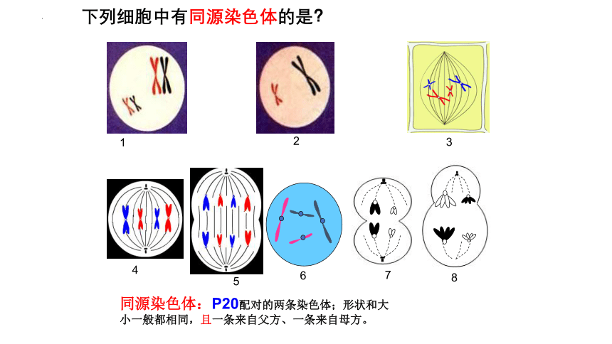 2024届高三二轮复习生物：减数分裂课件(共24张PPT)