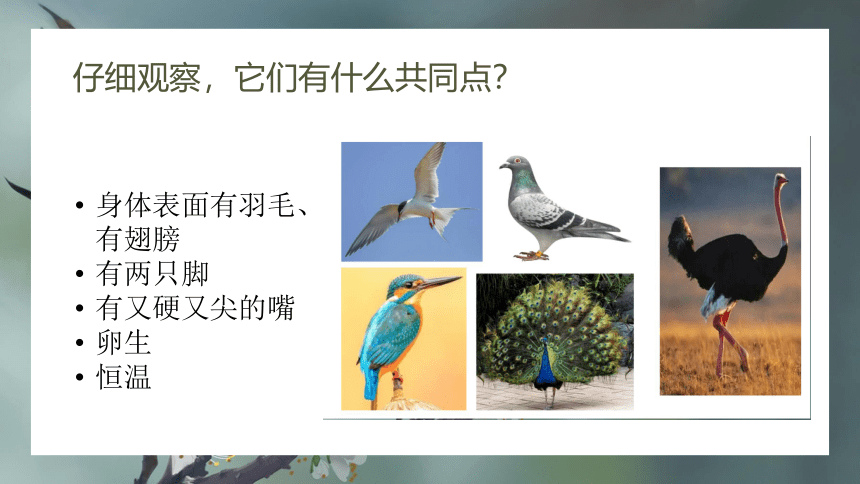 苏教版（2017秋）科学 四年级上册1.3鸟类  课件(共20张PPT)