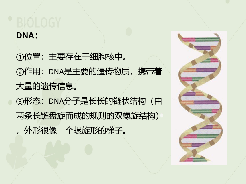 7.2.2基因在亲子代间的传递课件（共25张PPT）-初中生物人教版八年级下册