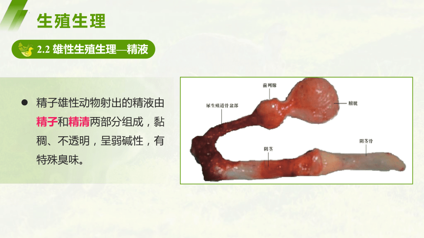 6.3生殖生理 课件(共73张PPT)《畜禽解剖生理学》同步教学（中国农业出版社）